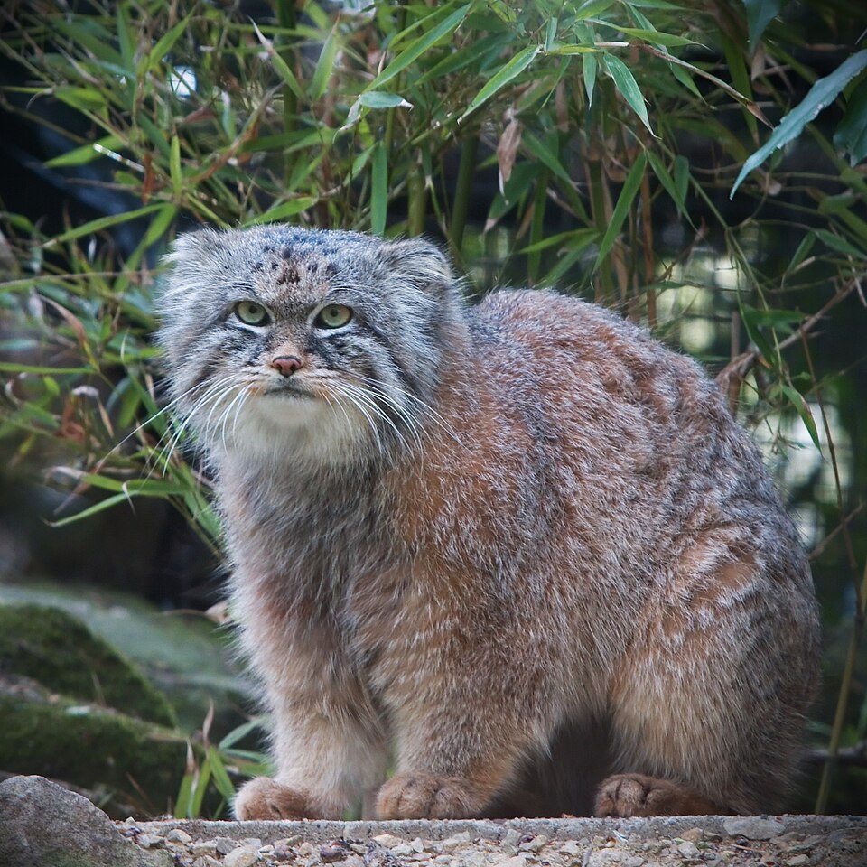 Manul