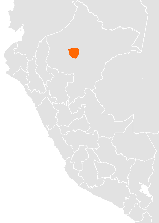 Marcelo Panguana