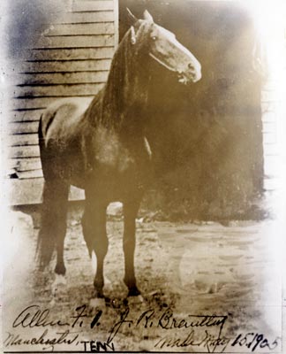 Mare Allan