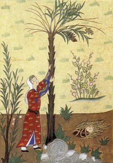 Mariam