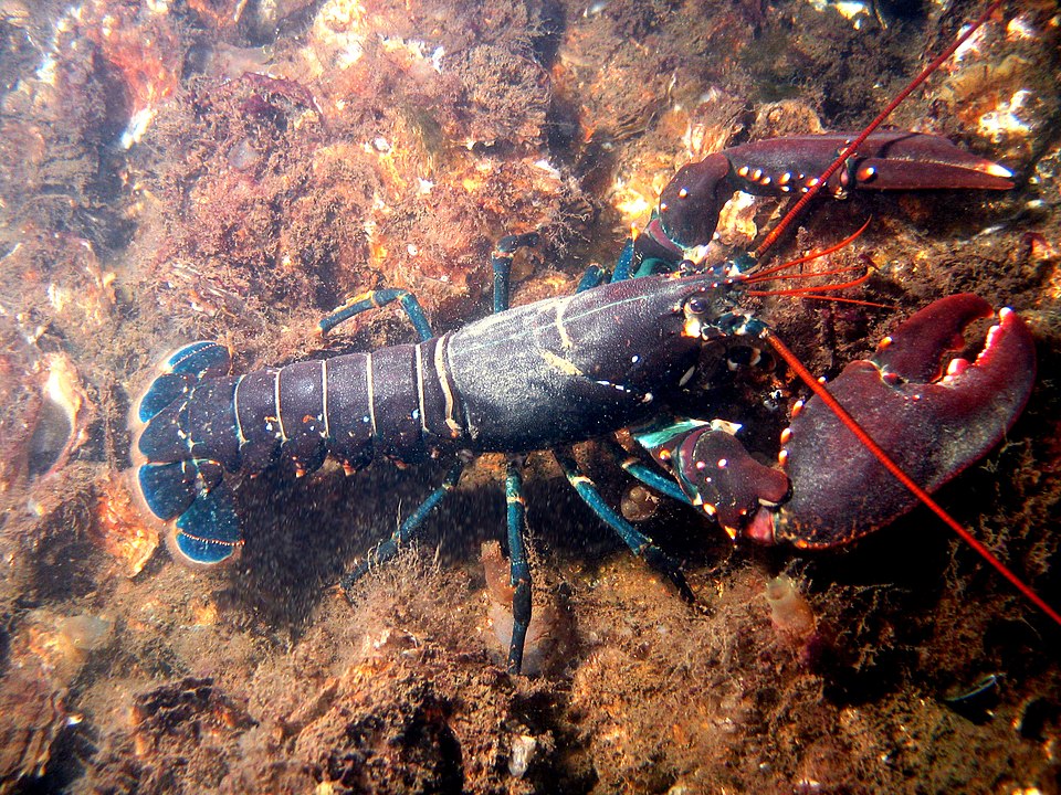Marine Menagier