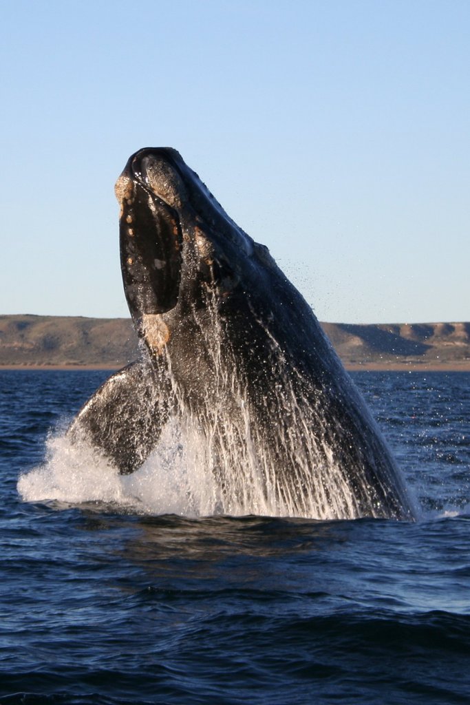 Mark Whale