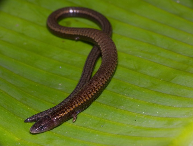 Mauro Jr.