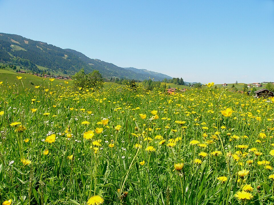 Meadows