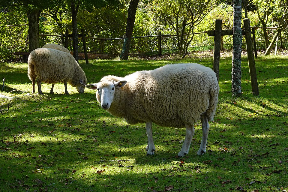 Merino