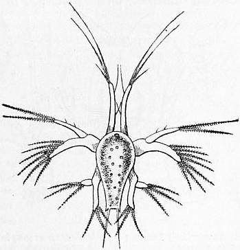 Mie Brinkmann