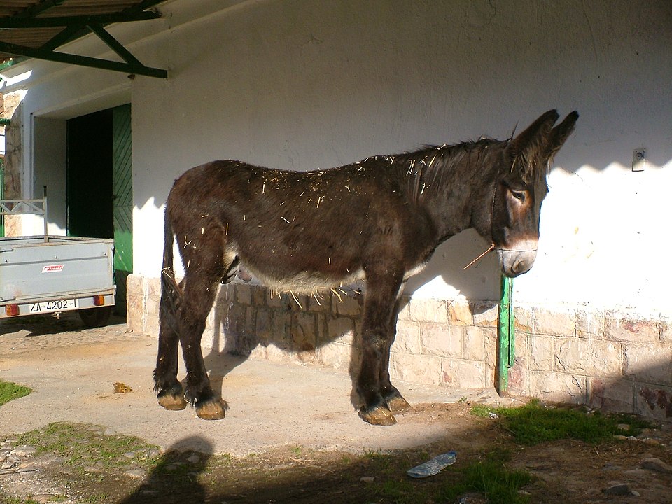 Miguel Zamorano