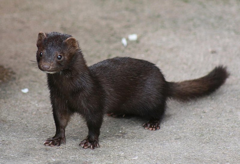 Mink’s