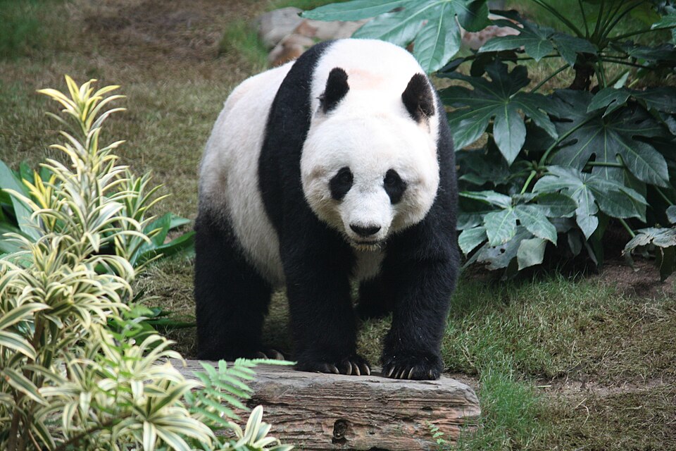 Mo Desheng
