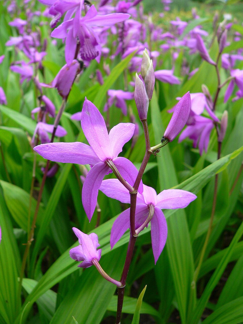 Mo Weihua