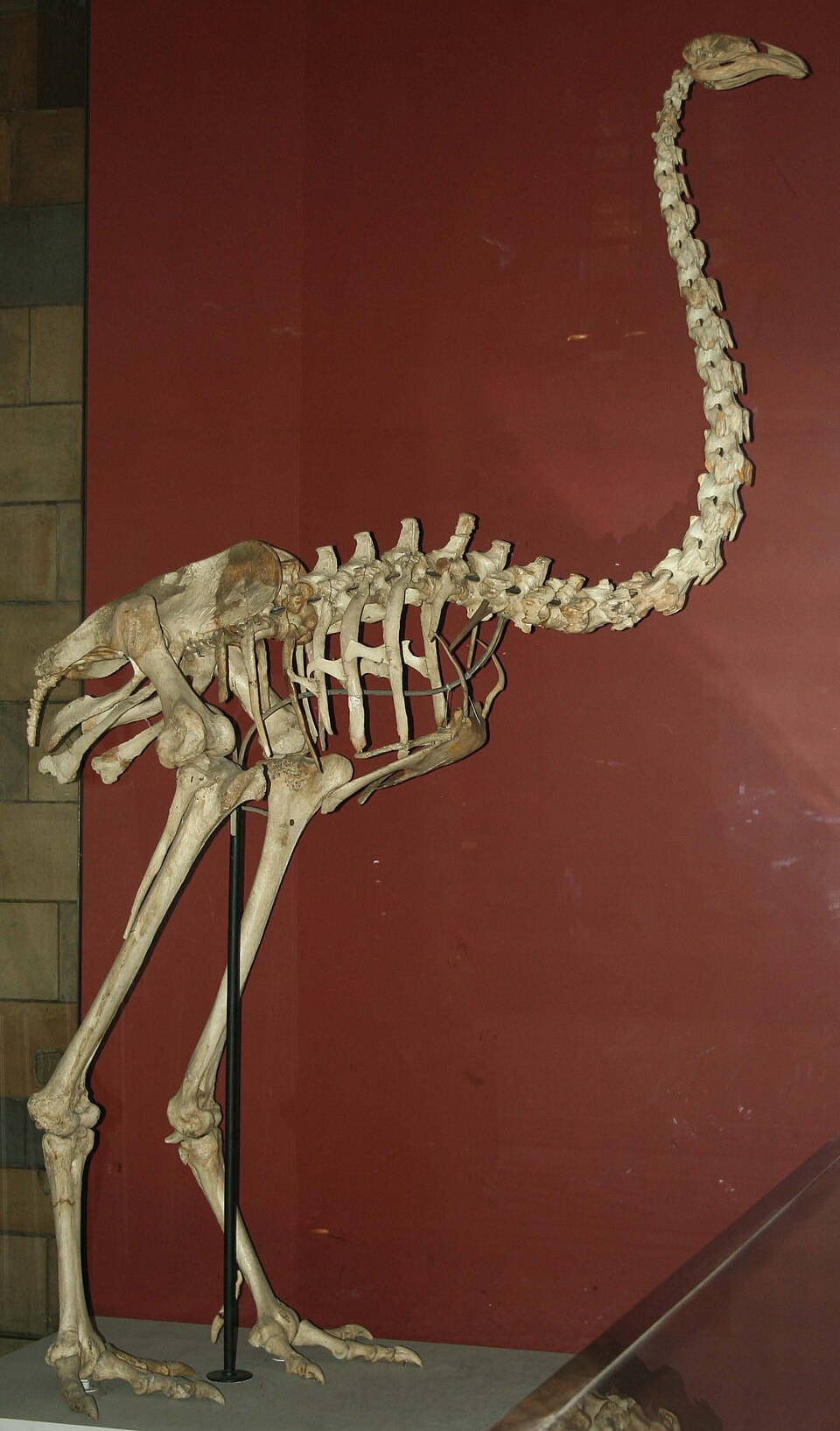 Moa