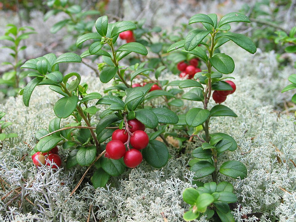MoBay Berry