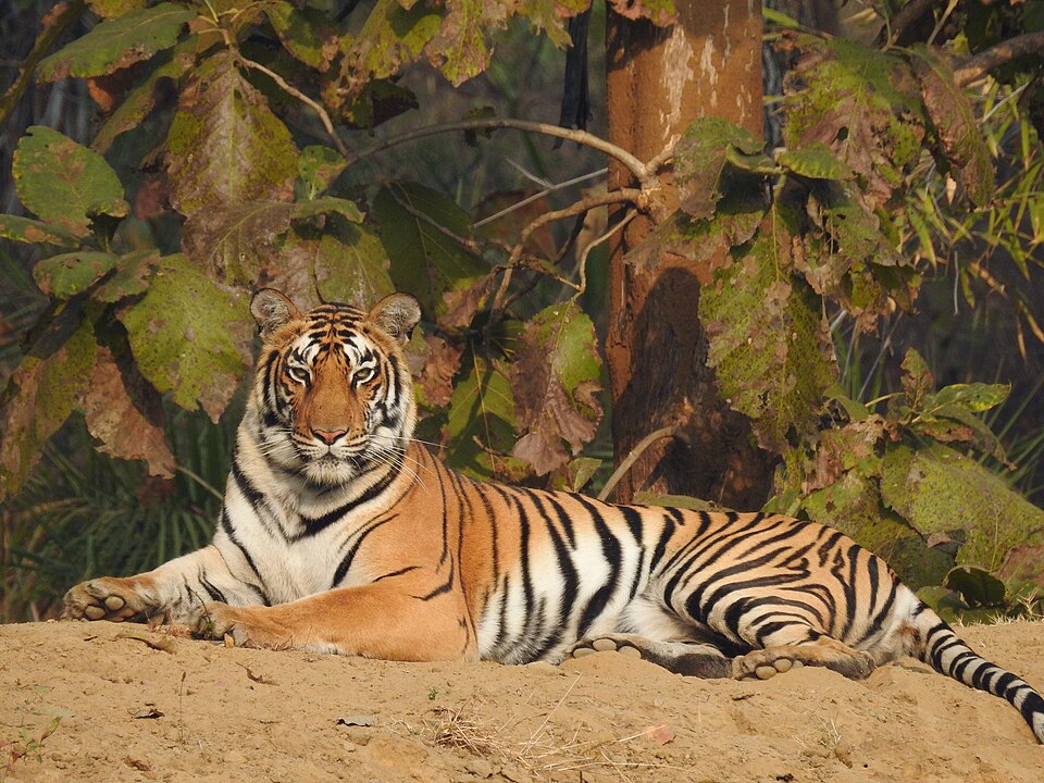 Mohammad Helal Hossain