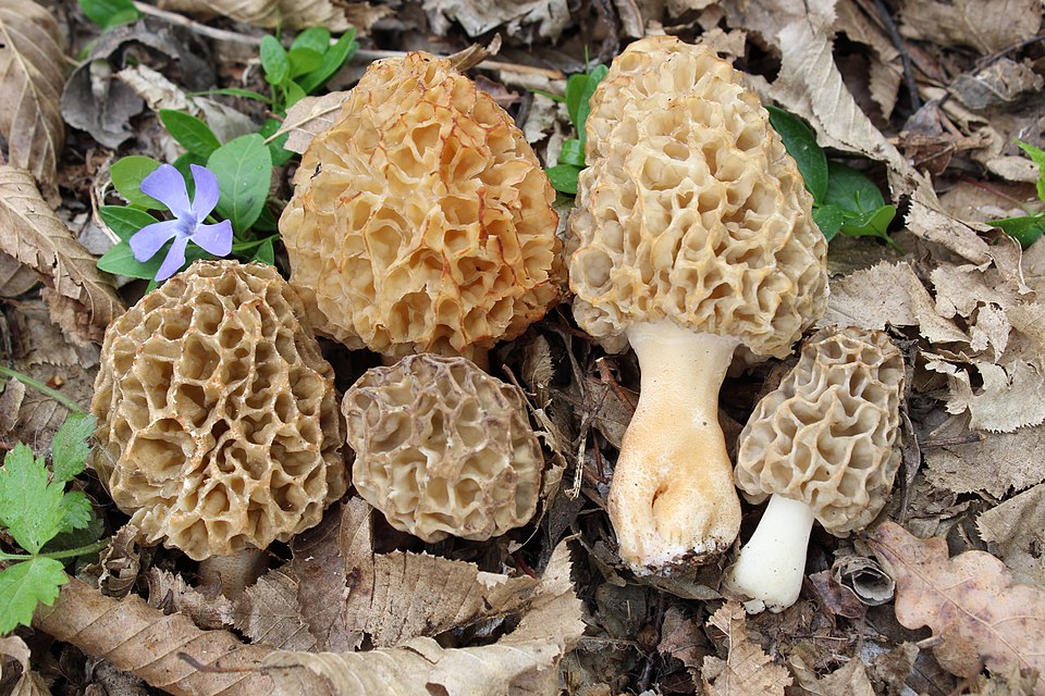 Morel Bol