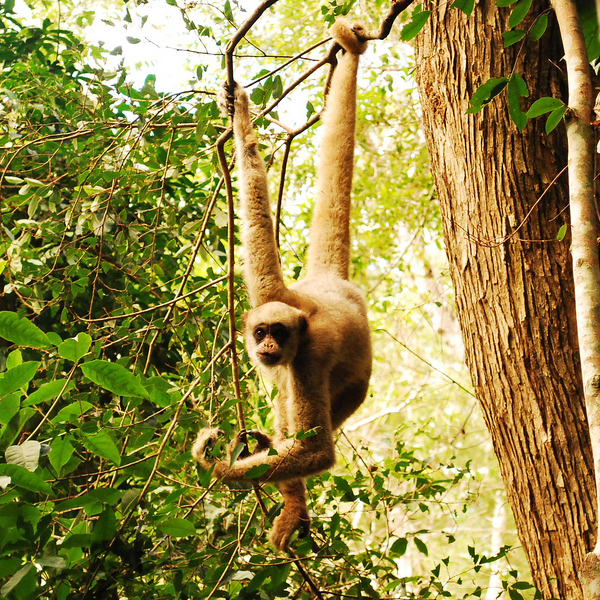 Muriqui