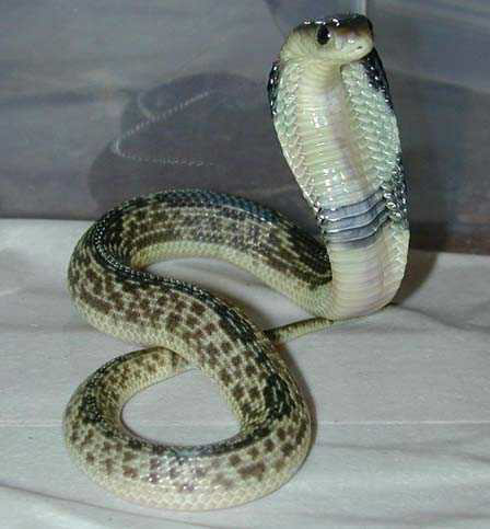 Naga Kandiah