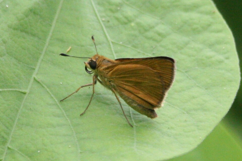Nastra