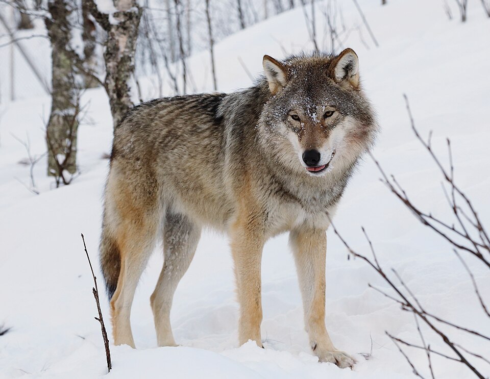 Nathan Wolf