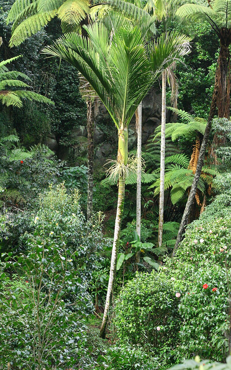 Nikau