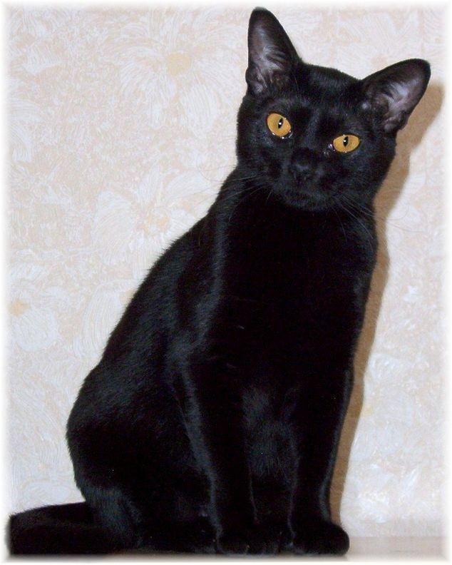 Nikki Cat