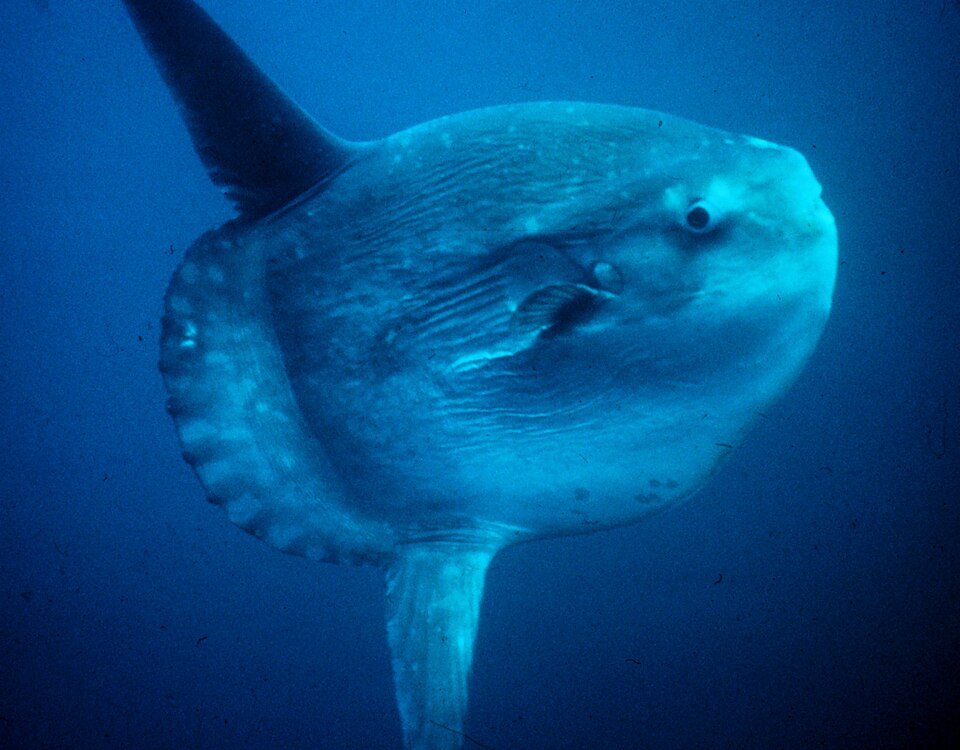 Ocean Tierney