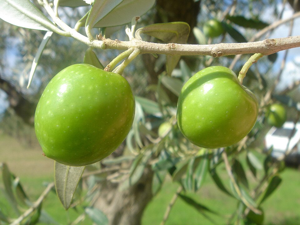 Olivas Valle