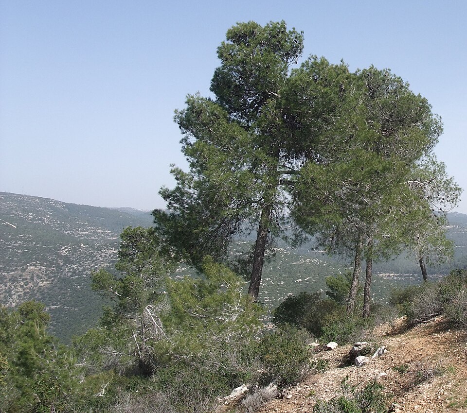 Oren