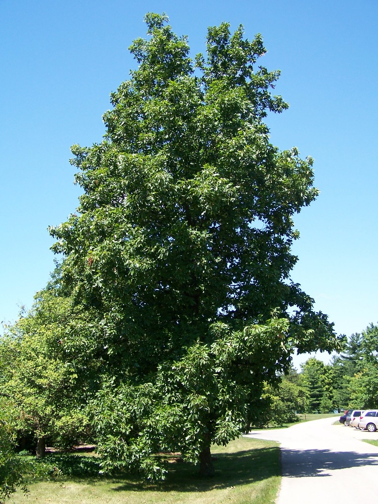 Oria Wood