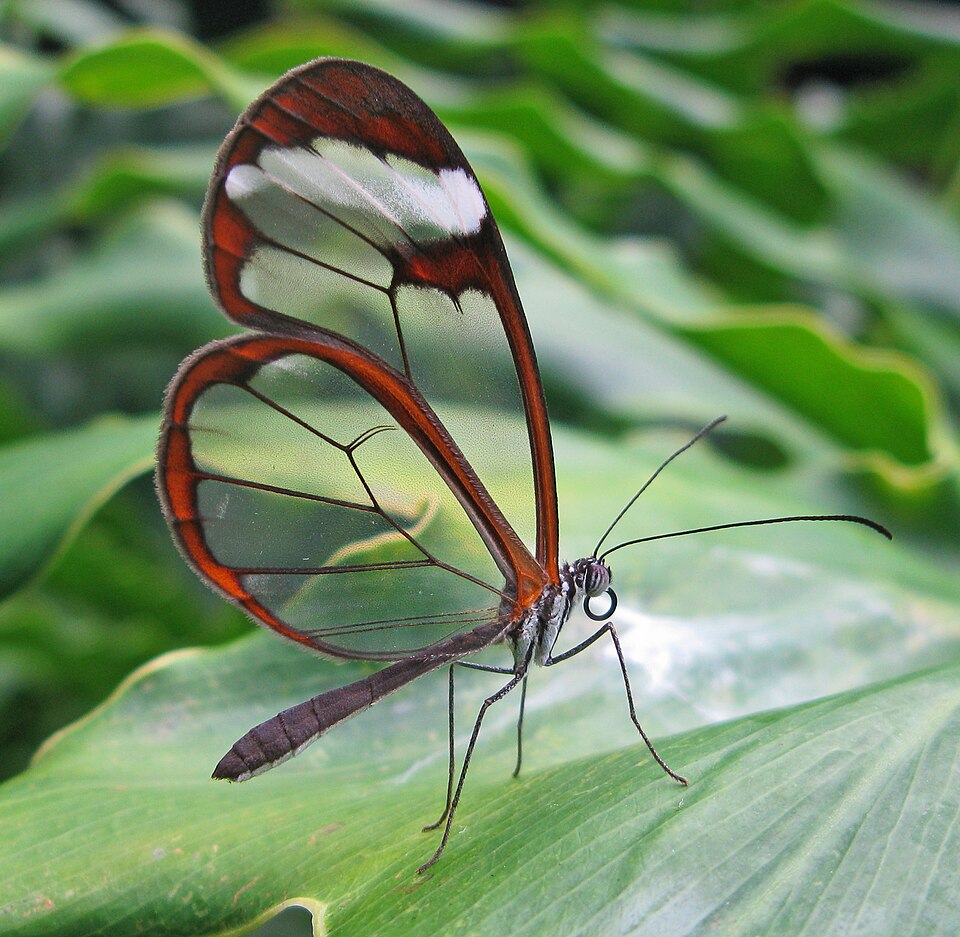 Oto Glāss