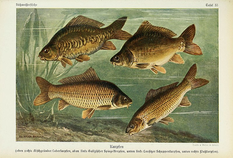 P.P. Carp