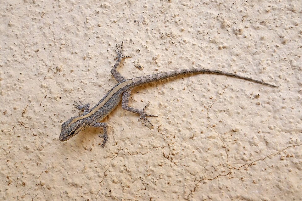 P. R. Gallagheris