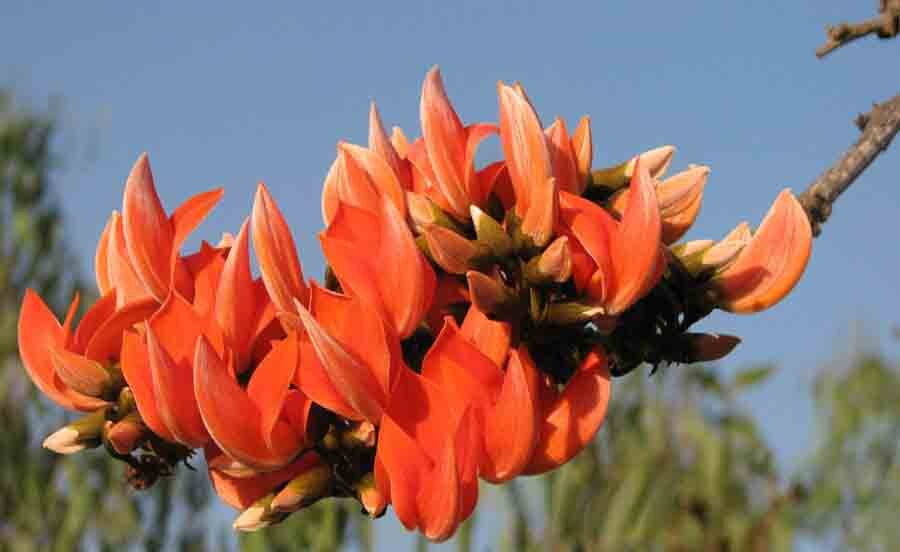 Palash