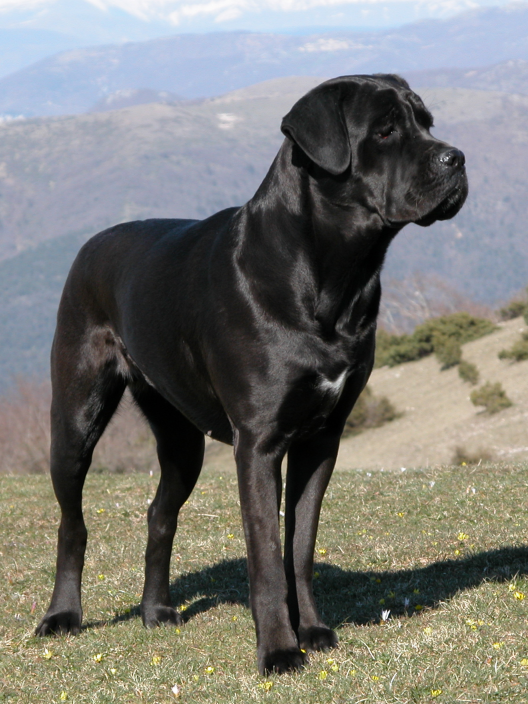 Paolo Marelli