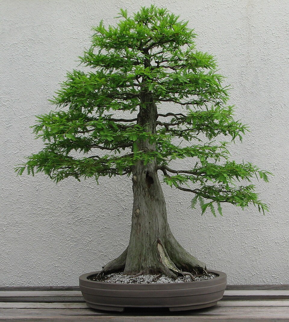 Paradise Yamamoto