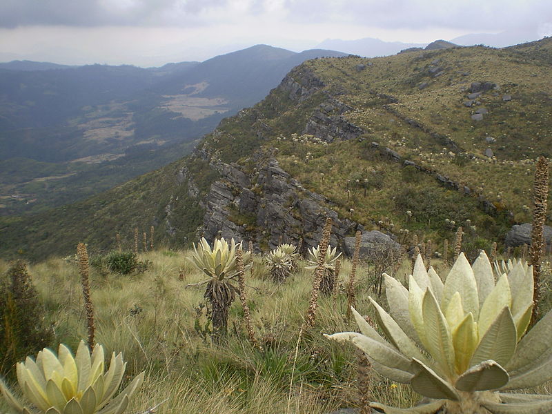 Páramo
