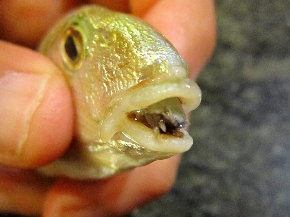 Parasite