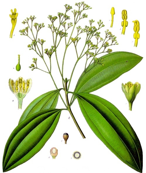 Paul Cassia