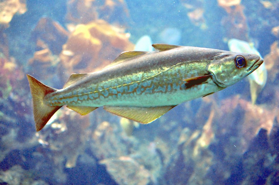 Peat Salmon