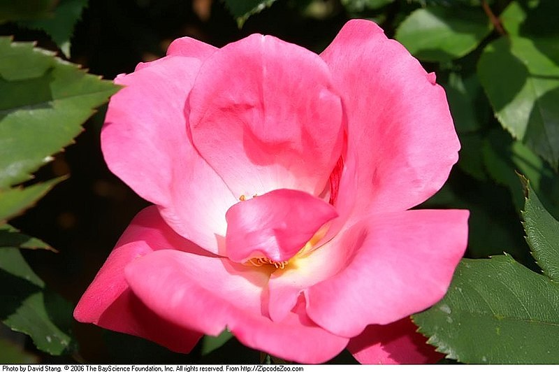 Pink Knock Out