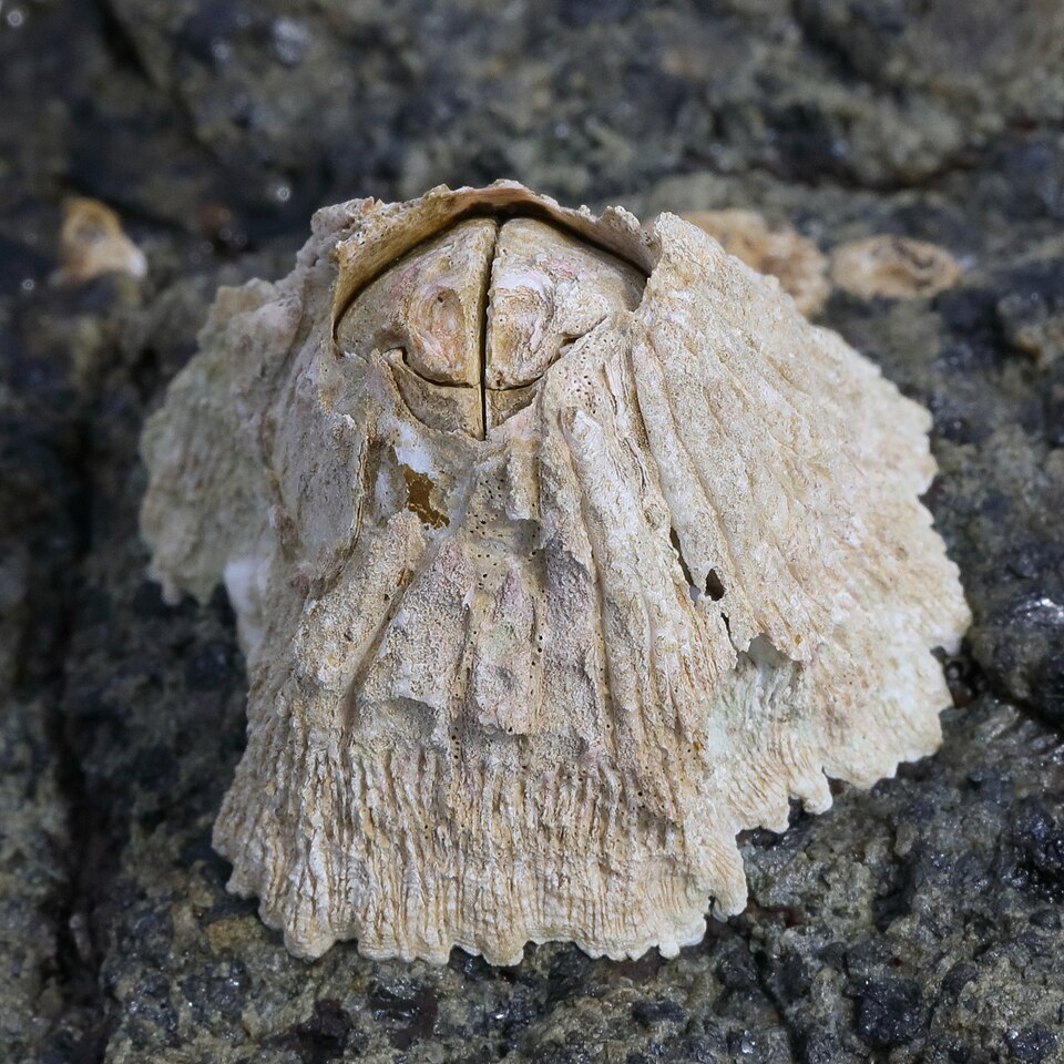 Pipit Pitriana