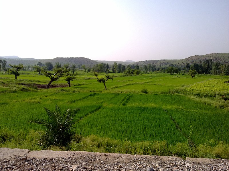 Pir Haider