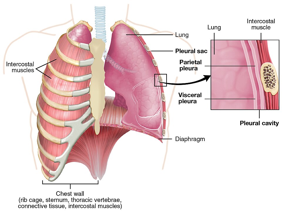 Plura