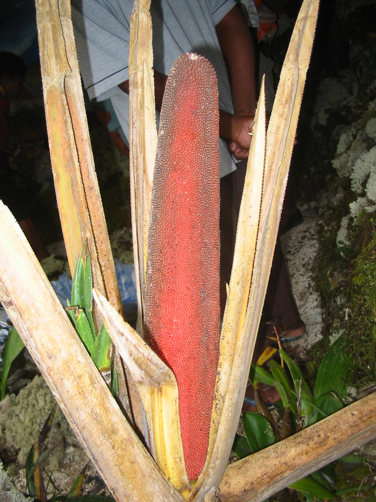 Purwiyatno Hariyadi