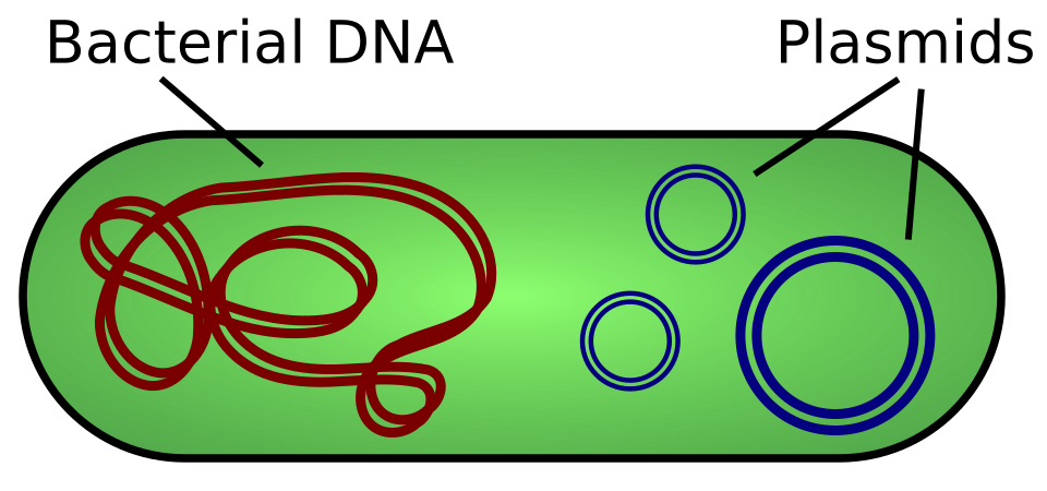 Qu Faba