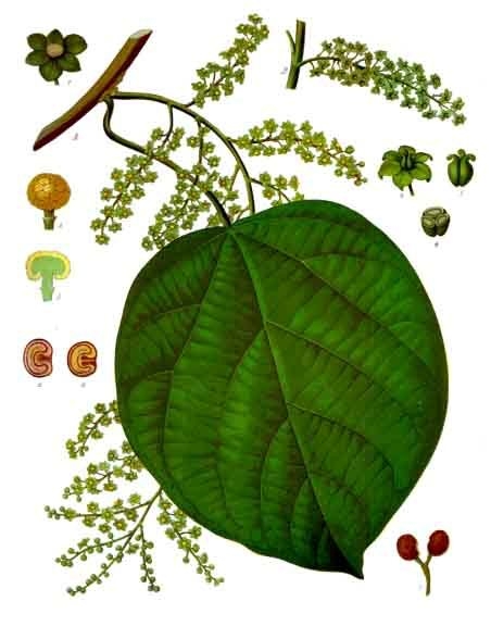 R. Verpoorte