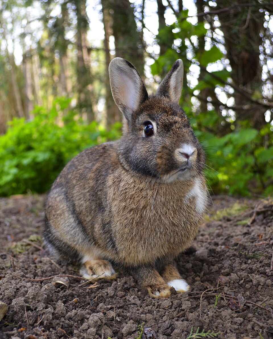 Rabbits