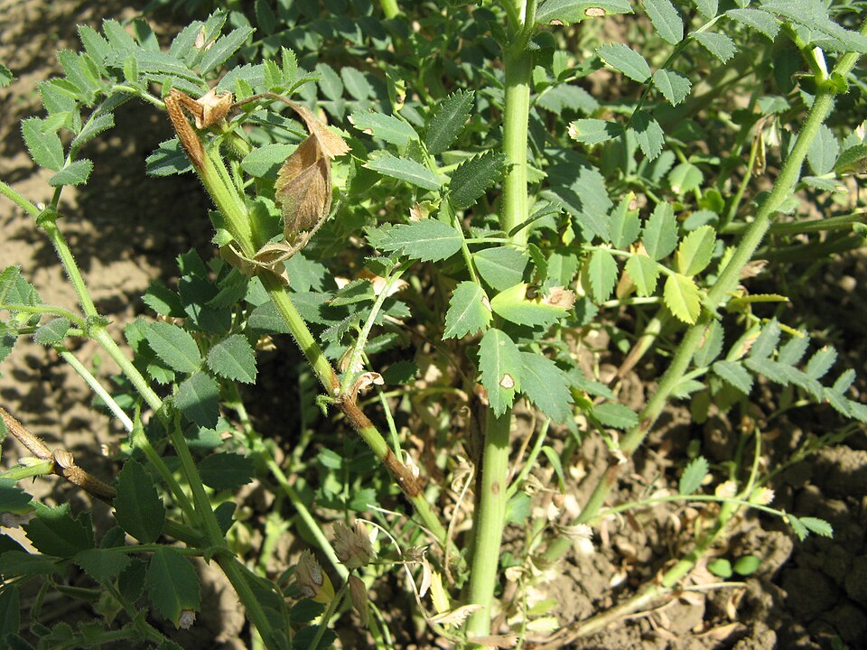 Rabiei