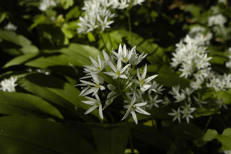 Ramson