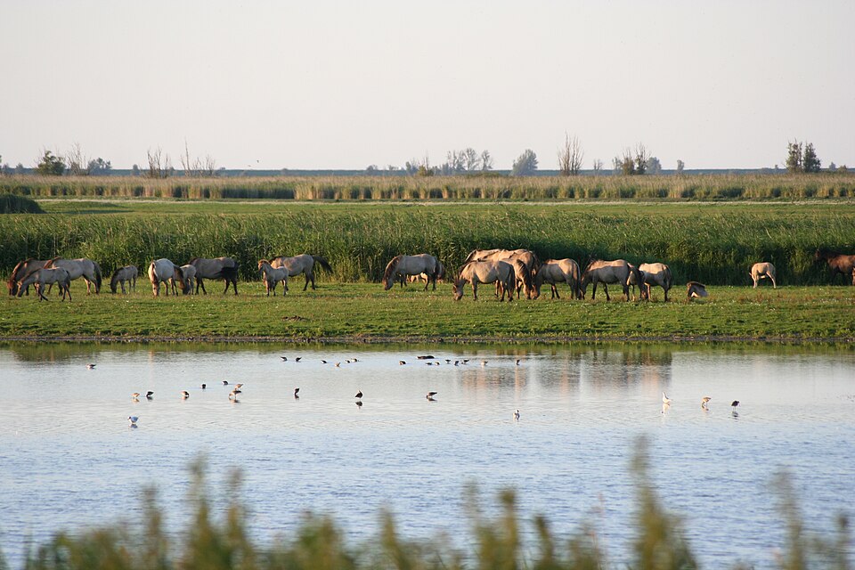 Ran Konik