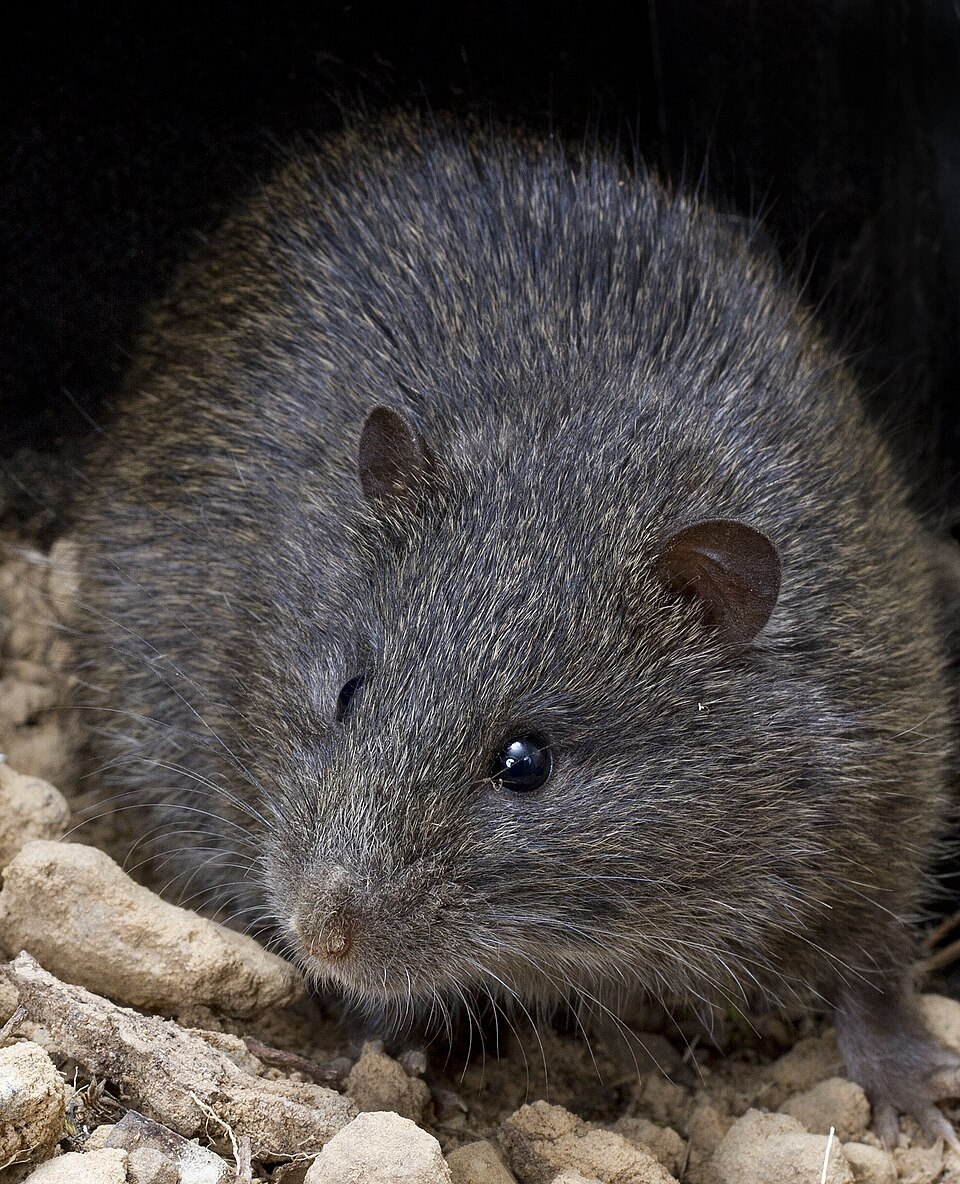 Rattini